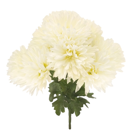 Chrysanthemum x 12