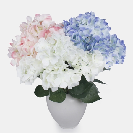 Hydrangea x 5