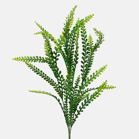 Fern