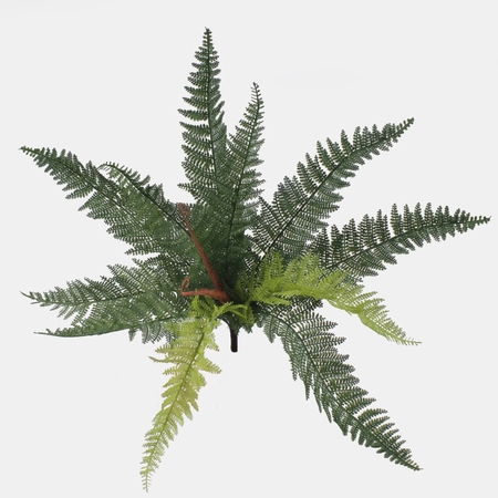 Fern