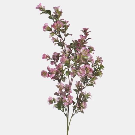 Weigela