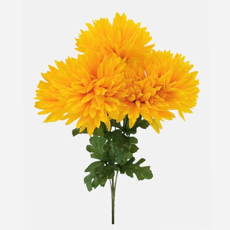 Chrysanthemum x 5