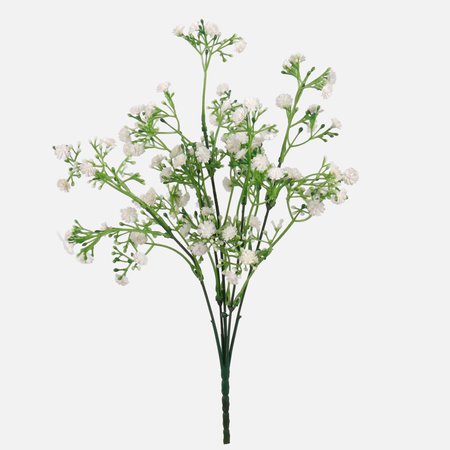 Gypsophila x 5