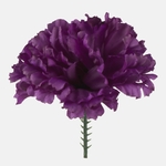 Dk. Violet (W721-07)