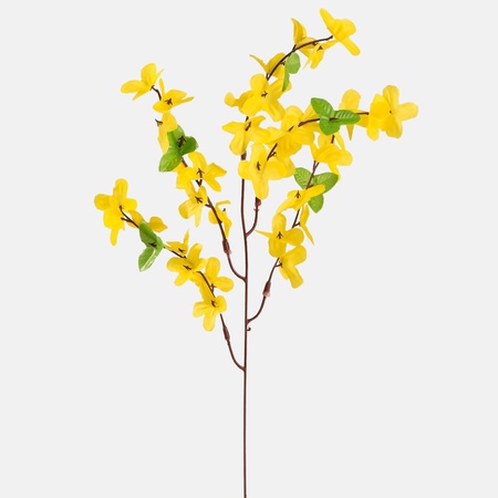 Forsythia