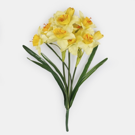 Daffodil