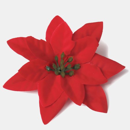 Poinsettia