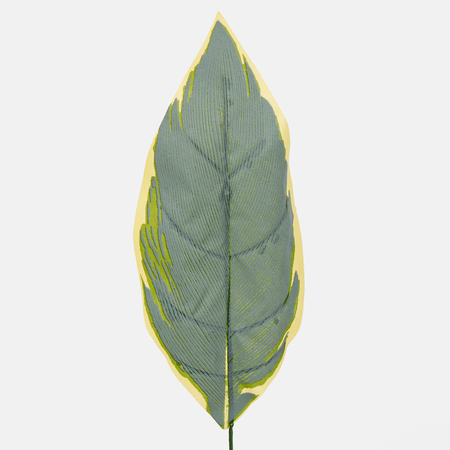 Hosta leaf