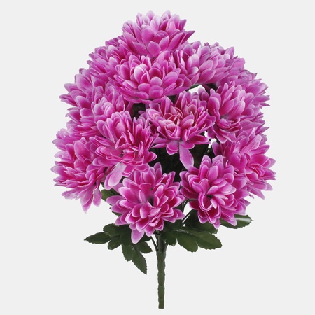 Chrysanthemum x 18