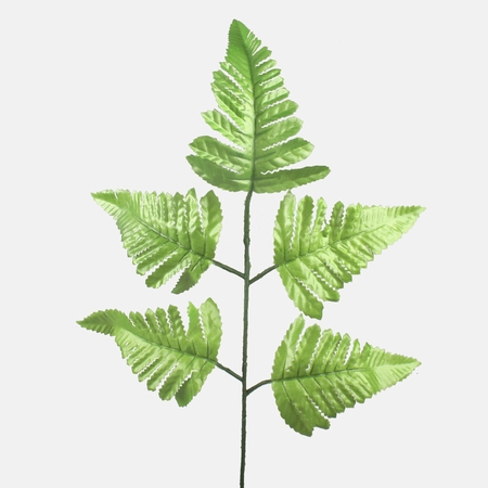 Boston fern single branch