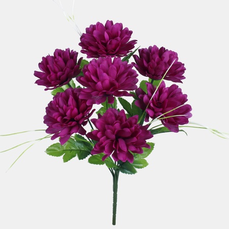 Chrysanthemum x 7