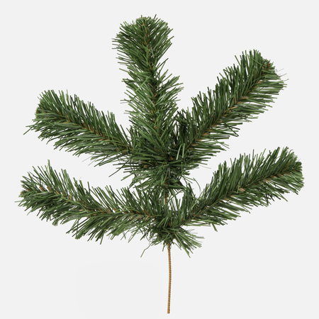 Pine twig