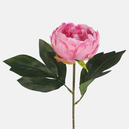 Peony