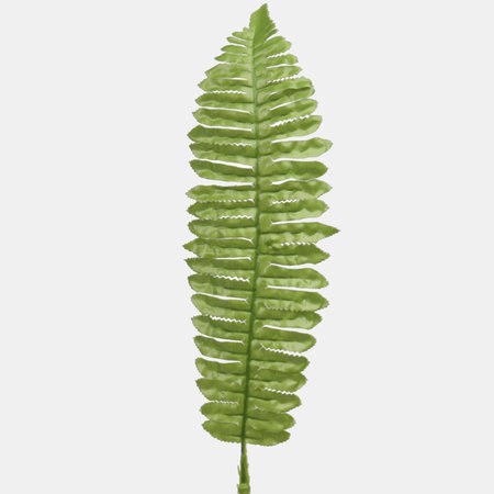 Fern leaf