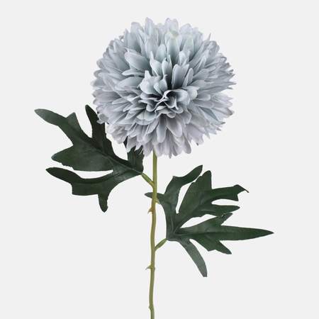 Chrysanthemum