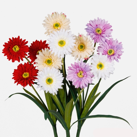 Gerbera