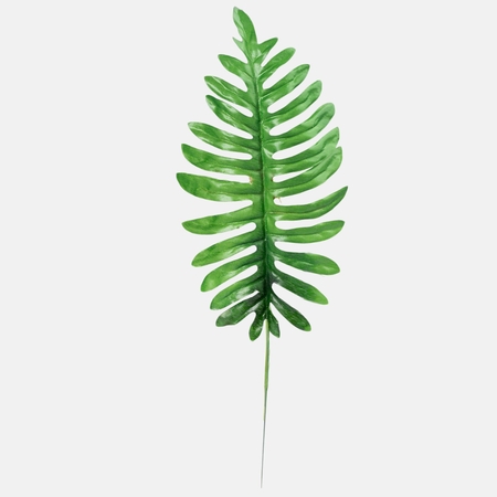 Fern leaf