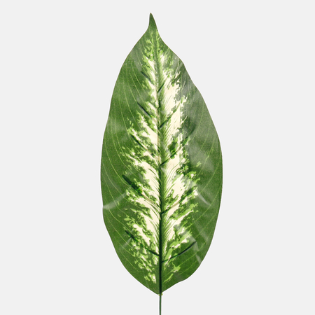 Leaf