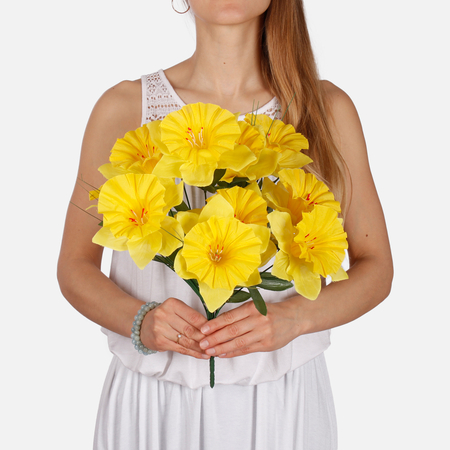 Daffodil x 12