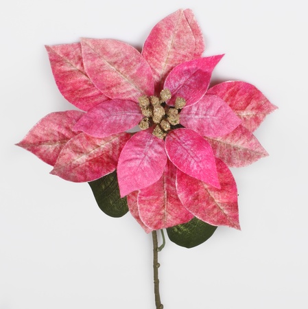 Velvet poinsettia