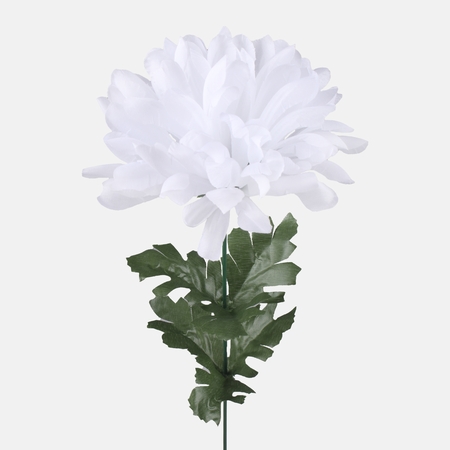 Chrysanthemum