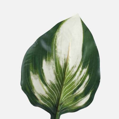 Hosta leaf