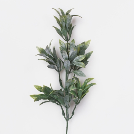 Ruscus