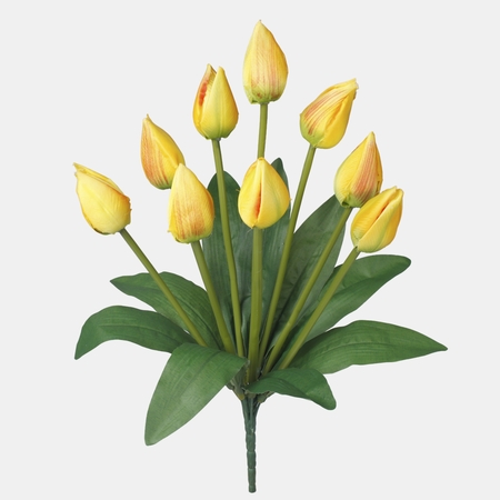 Tulip