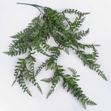 Hanging fern