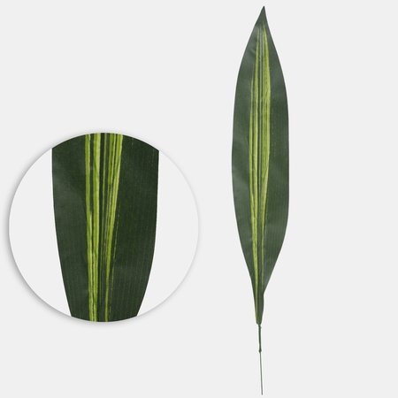 Dracaena leaf